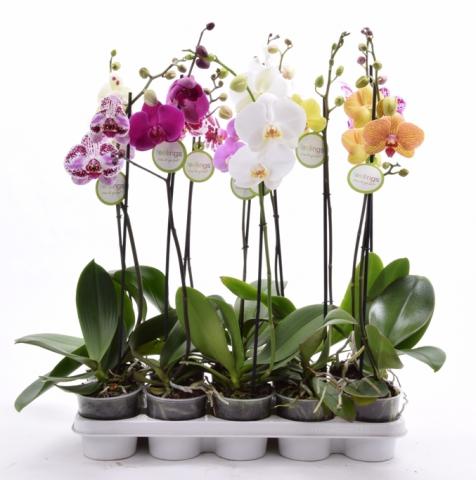 Орхидея Фаленопсис Микс 1 стебло, ф12, Н55, 6+ - Орхидеи
