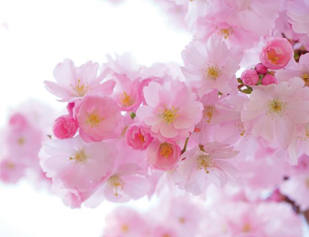 Картина Cherry Blossom 35x45 см - Картини и рамки