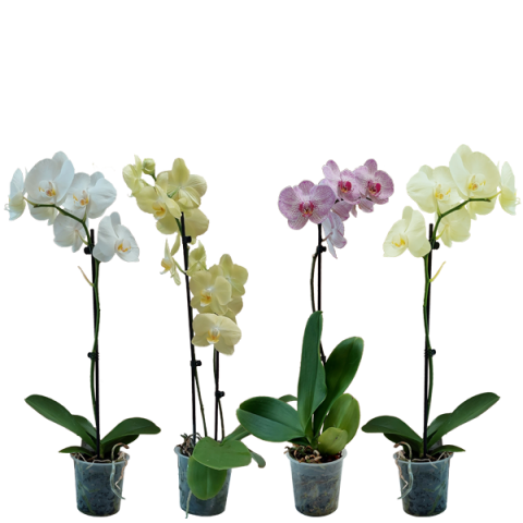Орхидея Фаленопсис ф12,3, 1 стебло H40-60см - Външни растения