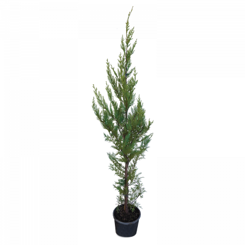 Купресокипарис Leylandii 80-100см 3 л - Иглолистни храсти и дървета