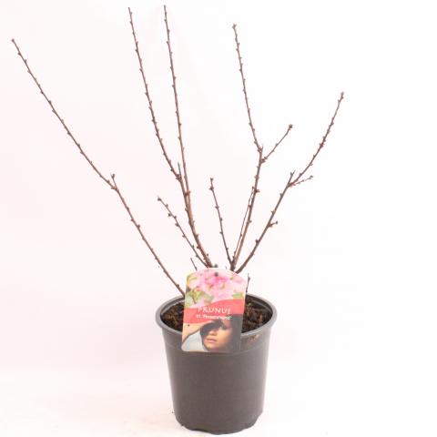 Декоративен Цъфтящ Бадем ф18, Н30-40 см - Листопадни храсти и дървета
