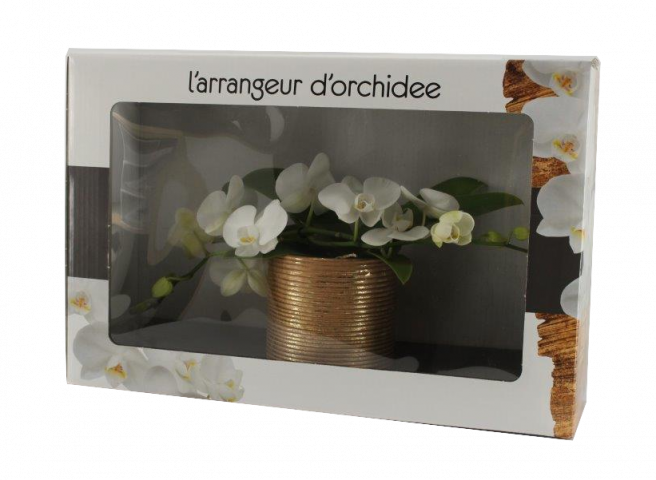 Орхидея Фаленопсис L'arrangeur 2стебла/18+ - Орхидеи