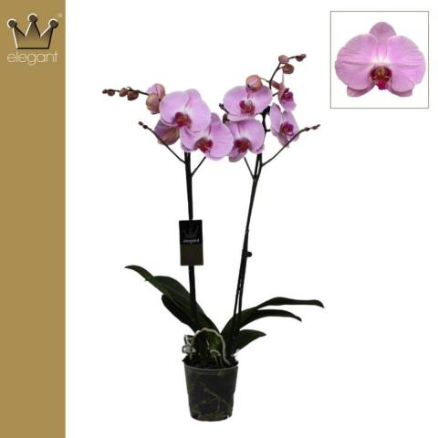 Фаленопсис 2 стебла, Ф12, Н60-70см, микс цвет. 18+, снимка 4 - Орхидеи