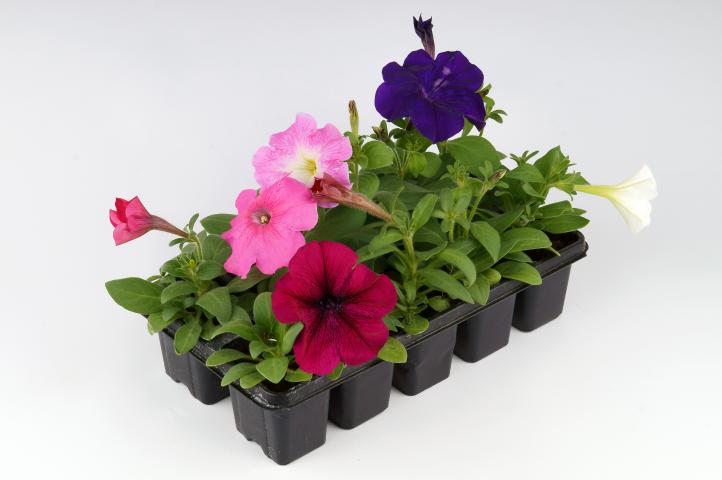 Петуния бордюрна 10 бр. - Пролетни балконски цветя
