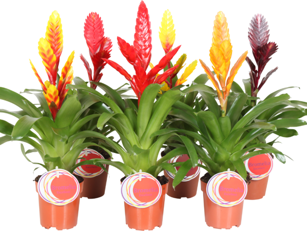 Гузмания Вризея Ф: 12см. - Цъфтящи