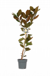 Магнолия Grandiflorum бяла ф22, Н:100-125 см