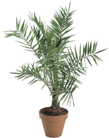 Финикова палма Ф22 - Средиземноморски растения