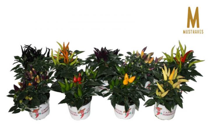 Капсикум Ф10,5см, H25см, микс - Цъфтящи