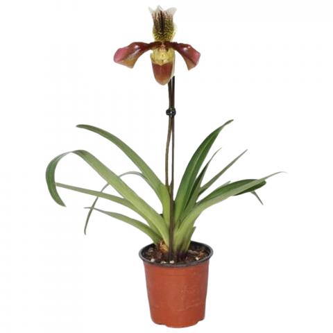 Пафиопедилум микс Ф12 см, снимка 6 - Орхидеи