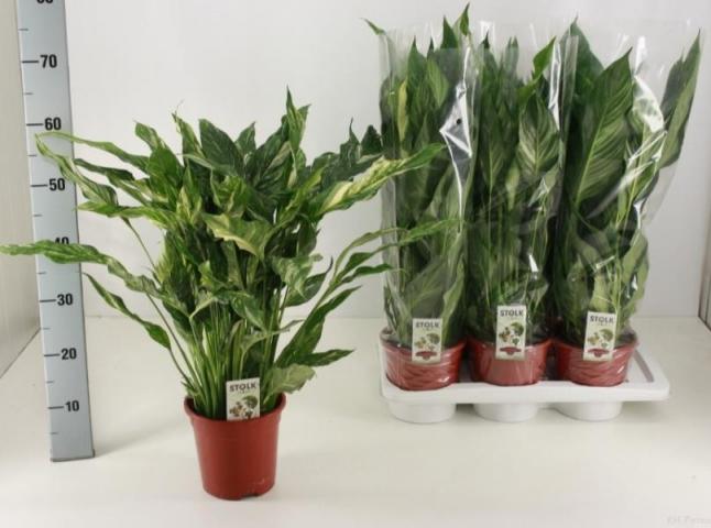 Спатифилум Diamond Ф17см, H60см - Цъфтящи