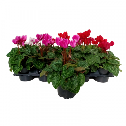 Циклама Ф10.5см, снимка 2 - Външни растения