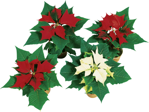 Коледна звезда мини 6 см - Цъфтящи