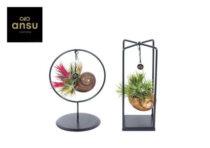 Тиландсия Shelly Ф10см, H25см - Тиландсии и бромелии