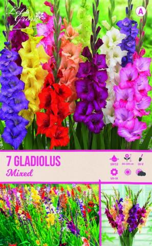 Луковици Let s grow Гладиола Grandiflora 7бр. - Гладиоли