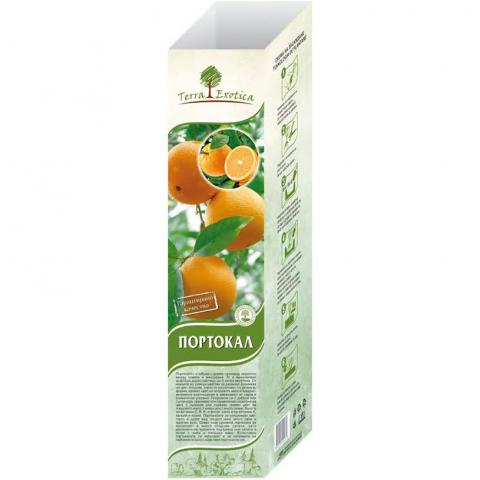 Цитрус - портокал корен пакетиран в саксия и кутия - Средиземноморски растения