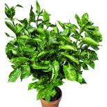 Аукуба jap.Variegata конт. 10л