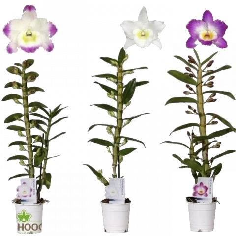 Дендробиум Nobile 1стебло, 8+ ф12,  Н55 см - Орхидеи