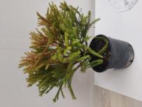 Криптомерия Japonica Globosa Nana 3 л