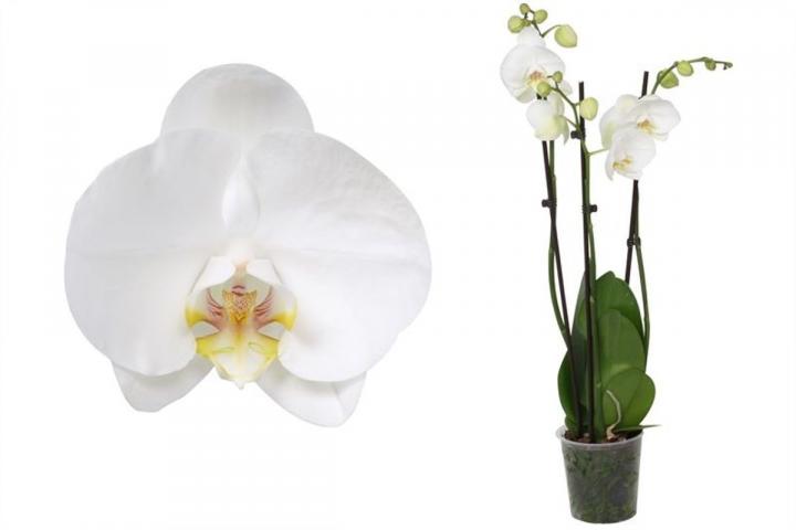 Орхидея Фаленопсис ф12, Н55-70см, 3 стебла, 22+ цвята, снимка 2 - Орхидеи