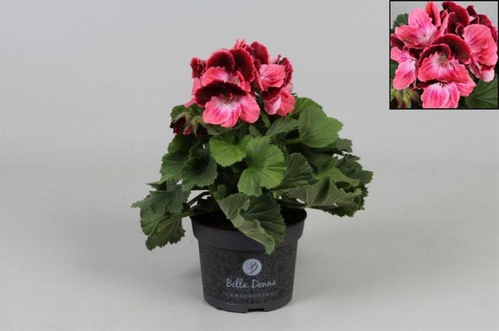 Пеларгониум Грандифлорум Don Camaro ф12/H15-25см - Пролетни балконски цветя