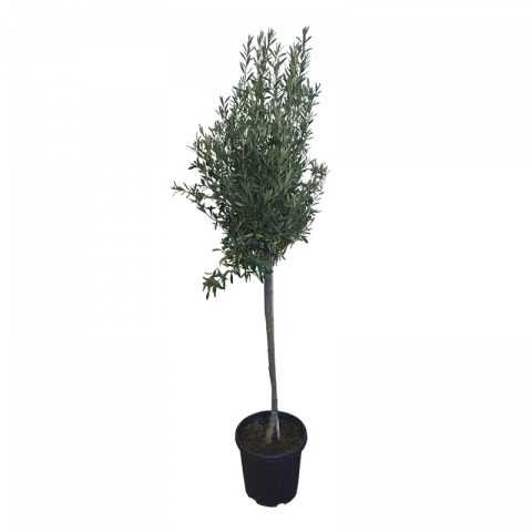 Маслина Europea 25 л - Овошки и плодни храсти