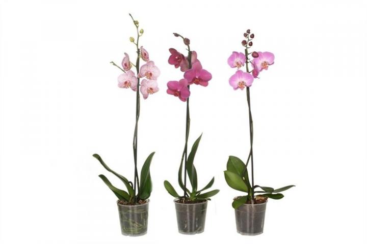 Орхидея Фаленопсис Микс, снимка 4 - Външни растения