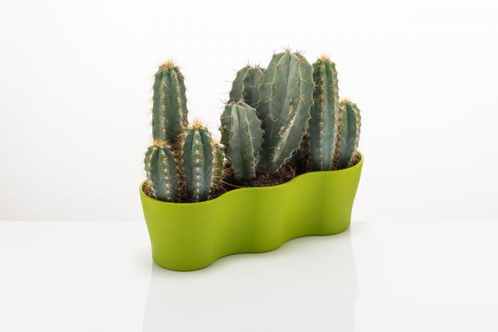 Сандъче GARDENYA Cactus, снимка 3 - Пластмасови сандъчета