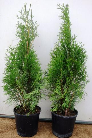 Туя Смарагд 50-60 см, снимка 2 - Външни растения