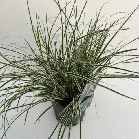 Трева Carex Everest 17см, 30-40см - Цъфтящи