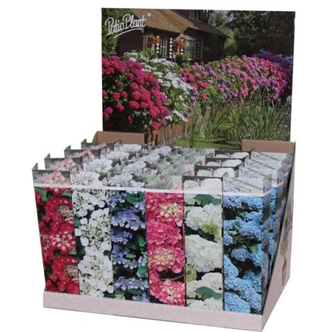 Хортензия корен в кутия микс ф10.5 см - Листопадни храсти и дървета