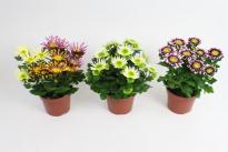 Хризантема Splash Ф12см, H20-30см