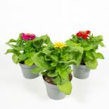 Циния 10,5 см