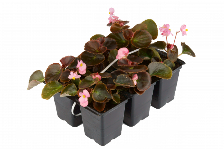 Пролетен микс бордюрни растения 6 бр/конт - Външни растения