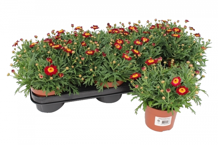 Червени Маргаритки ф10.5 - Многогодишни перенни растения