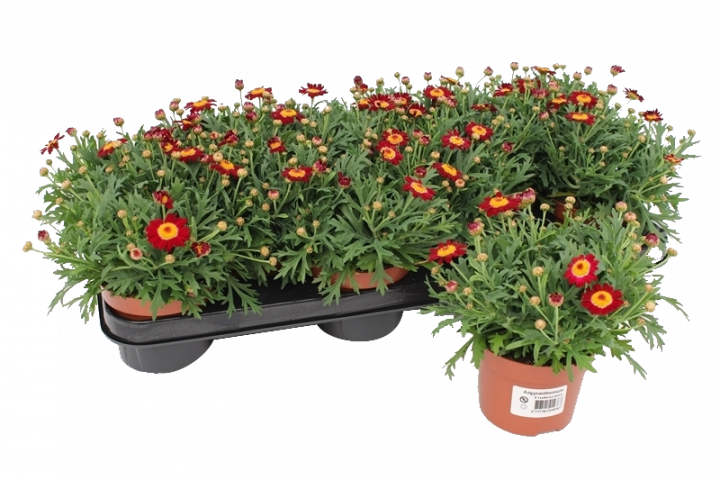 Червени Маргаритки ф10.5 09039544 на топ цена — Home Max | ex Baumax
