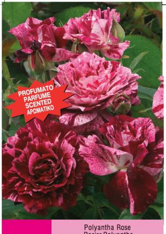 Японска роза Polyantha 2л, микс, снимка 2 - Рози