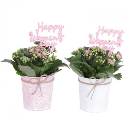 Каланхое Happy Women's Day Ф10см, H20-25см - Цъфтящи