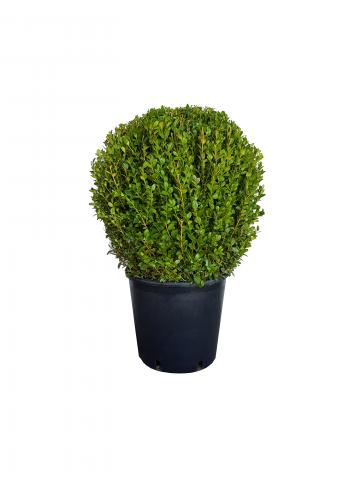 Декоративна топка Чемшир 15л конт 50см+ - Външни растения