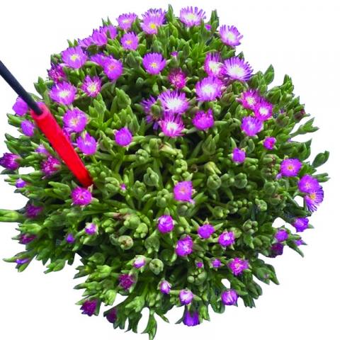 Делосперма Ф14см - Пролетни балконски цветя