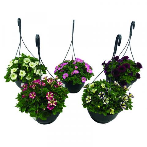 Пeтуния грандифлора
р19см, кошница - Пролетни балконски цветя