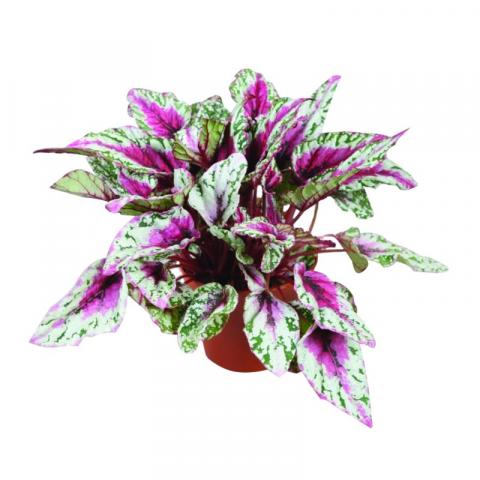 Бегония Beleaf  Maui Sunset  Ф12см, Н22см - Зеленолистни