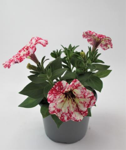 Каскадна петуния Surprise sparkling ф10.5 см, снимка 5 - Пролетни балконски цветя
