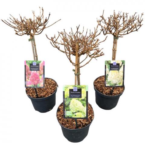 Хортензия Paniculata Phantom  ф19 см H60 см дърво - Други външни растения