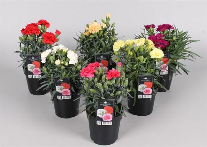 Диантус 'Adorables' ф12/Н:10-15 см - Пролетни балконски цветя