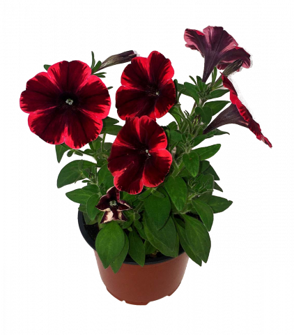 Каскадна Петуния Sweetunia ф10.5 см - Пролетни балконски цветя