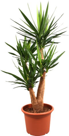 Юка Ф:32Н:150 - Големи растения