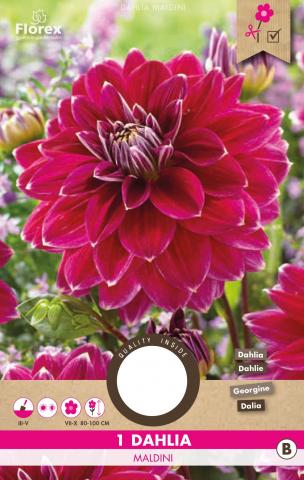 Луковици Pure Далия Maldini 1бр. - Далии