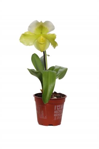 Пафиопедилум микс Ф12 см, снимка 5 - Орхидеи