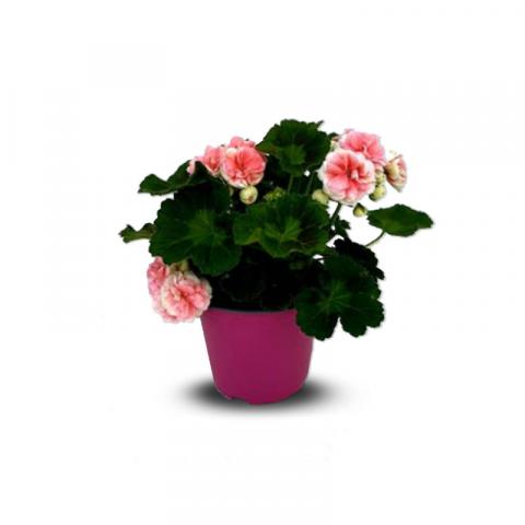 Пеларгониум зонале rosebud astrid Ф14см - Пролетни балконски цветя