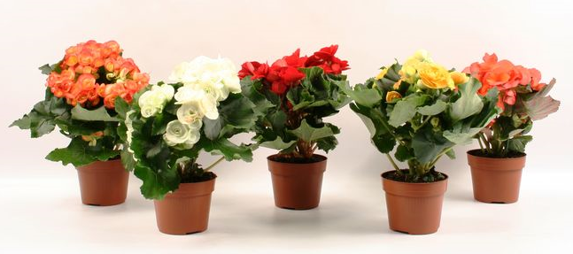 Бегония елатиор Volcano Н25-30 см, снимка 2 - Цъфтящи